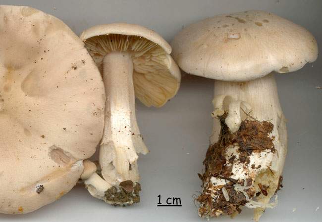 Entoloma lividum